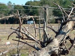 Image result for grape pruning
