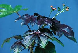 Image result for Jatropha erythropoda