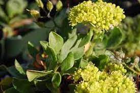 Flowers of sulfur for dogs. Sulfur Flower Aspca