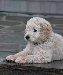 Cream Goldendoodle Puppy Apricot Golden Doodles Best Family Dog Goldendoodles San Francisco Area Gold Goldendoodle Breeders Goldendoodle Puppy Doodle Puppy