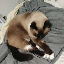Visually enhanced, image enriched topic search for xbox gamerpics 1080x1080 cat. We Re Not Here For The Block Men Just Their Cats Have Some Cats After That Heart Renching Stream