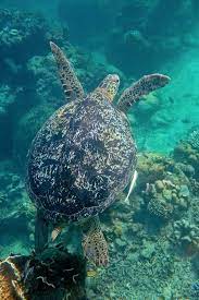 Swimming With Dozens Of Endangered Sea Turtles In Indonesia Endangered Sea Turtles Sea Turtle Sea Animals