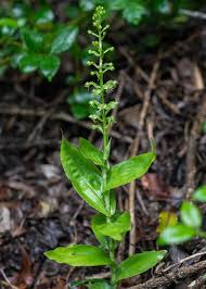 Image result for Habenaria malacophylla