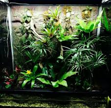 Epingle Par Lisa S Sur Paludarium Paludarium