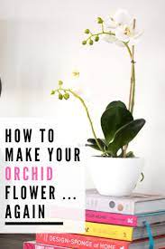 How To Make Your Orchid Flower Again Orchid Flower Orchids Growing Orchids
