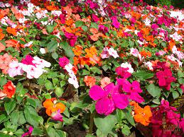 Flowering vines for shade zone 9, 9 for vines flowering shade. Sacramento Landscaping Recommended Shade Plants Sacramento Landscape