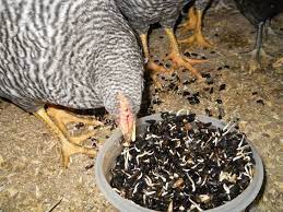 Alisha S Homesteading Blog Growing Black Oil Sunflower Seed Sprouts For Chickens Black Oil Sunflower Seeds Plants For Chickens Black Sunflower Seeds