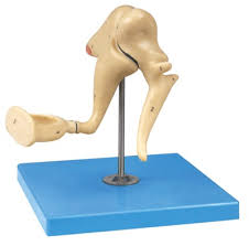 Introduction malleus, incus and stapes are the three middle ear ossicles which form an articulated chain and help in conduction of sound from external ear to inner ear. Otosteon Zoom Model Malleus Incus Stapes Stape Aliexpress