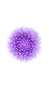 Purple flower white background iphone wallpaper flowers 1920×1215. Purple Floral Iphone Wallpapers Top Free Purple Floral Iphone Backgrounds Wallpaperaccess