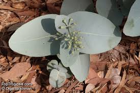 Image result for Eucalyptus sp.