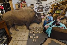 Oh Give Me A Home Where The Buffalo Roam Oh Give Me A Home Where The Buffalo Roam Couple Share Their House With Two Giant Beasts And They Even Catch A Lift In The Family Car Wild Animals Photography Animal