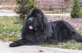 How much are newfoundland puppies. Newfoundland Dog A Complete Guide To The Noble Newfie All Things Dogs All Things Dogs