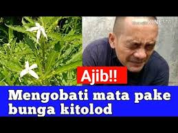 Beragam manfaat bunga kitolod yang sudah disebutkan di atas dapat anda peroleh sesuai dengan kebutuhan. Cara Mengobati Mata Dengan Bunga Kitolod Youtube