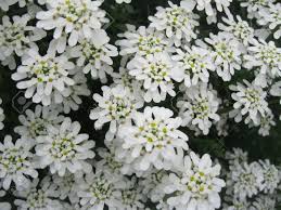 We did not find results for: Immagini Stock Un Cespuglio Di Bei Fiori Bianchi Con Petali Piu Image 15575005