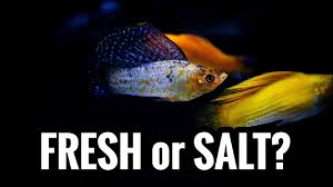 They are rather popular and undemanding aquarium fish that even beginner aquarists can deal with. Sailfin Mollies Freshwater Or Do They Need Salt Youtube