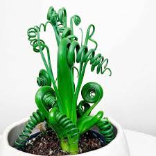 Image result for Albuca kirkii
