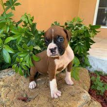 Boxer dogs for adoption in maine, usa, page 1 (10 per page) puppyfinder.com is proud to be a part of the online adoption community. Kitchener Boxer Dogs Puppies For Sale Classifieds At Eclassifieds 4u