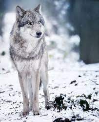 Grey Wolf Wolf Want To Wish You All A Great Day Hope You Have A Good Time Taking The Chance To Look Back But Al Wolf Poses Wolf Photos