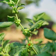 Image result for Withania somnifera