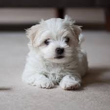 Will come vet checked, current on shots, and health papers. 1 Maltese Puppies For Sale In Dallas Tx Uptown