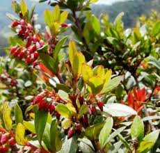 Yel yel pramuka regu aster. Sejarah Regu Pramuka Putri Smp N 1 Cipanas Lhagosyiah