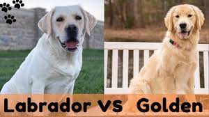 Golden Retriever Vs Labrador Retriever Labrador Retriever Vs Golden Retriever Comparison Youtube