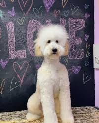 Can dogs other than doodles have a teddy bear cut? Best Types Of Goldendoodle Haircuts We Love Doodles