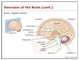Chapter 10 The Nervous System The Brain And Cranial Nerves Flashcards Quizlet
