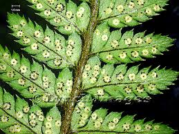 Image result for Polystichum sinense