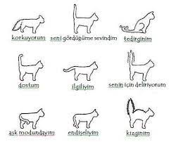 kedilerin kuyruk sallamasi kedi hayvanlari blog