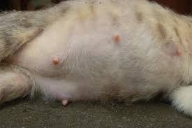 Why Are My Dog'S Nipples Enlarged? 4 Vet-Reviewed Reasons | Hepper