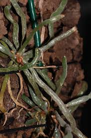 Image result for Microcoelia koehleri