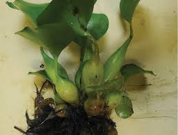 Image result for Pontederia crassipes