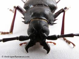 For over 100 years, this species was confused with the related species derobrachus geminatus. Palo Verde Beetles The Dragonfly Woman