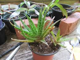 Image result for Kleinia sp.no.1