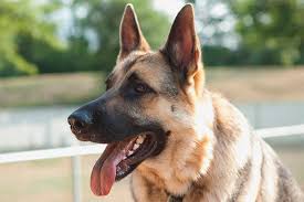 Whilst the east european shepherd is a breed few people have heard of, this dog's physical appearance has a sense of déjà vu about it. East European Shepherd Dog Breed Description And Character Of A Dog