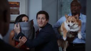 The dog's owner announced the sad news with an instagram post that explained how stewart passed away peacefully. Rip Cheddar Holt Brooklyn Nine Nine Scenes Show He Was A Good Dog Film Daily
