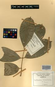 Image result for Anthonotha macrophylla