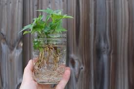 If you eat them fresh out of the ground you may be disappointed. How To Grow Sweet Potatoes From Slips My Little Green Garden