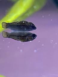 Two Potentially Sick Fry Why Betta Breeding Forum 431987
