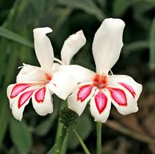 Image result for Gladiolus magnificus
