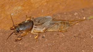 Image result for Carpodiptera africana