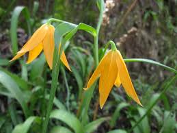 Image result for Littonia modesta