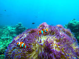 Clownfish - The Local Celebrity | Ocean Safari Website