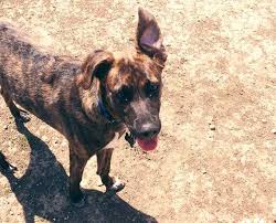 Treeing Tennessee Brindle Dog Breed Information Pictures Characteristics Facts Dogtime In 2020 Dog Breeds Breeds Dog Breeds Pictures