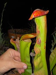 Image result for Genlisea margaretae