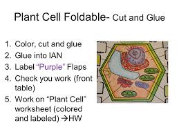 Maybe you would like to learn more about one of these? Bellwork 11 2 15 1 What Is A Cell A Cell Is The Basic Unit Building Block Of An Organism 2 What Is The Largest Known Cell The Largest Know Cell Ppt Download