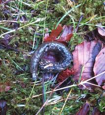 Image result for marten poop