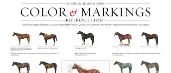 Explore our vast collection of coloring pages. Quarter Horse Markings And Color Genetics Aqha