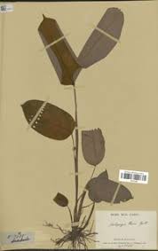 Image result for Halopegia